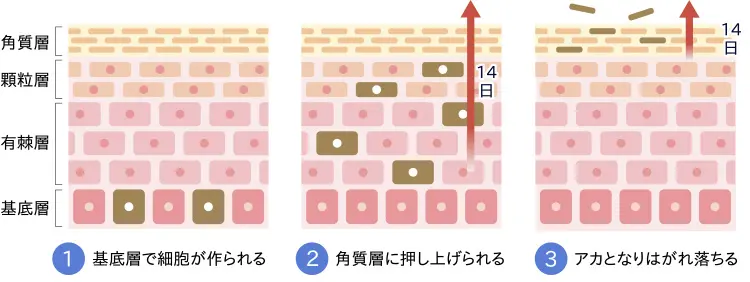ターンオーバーとは？