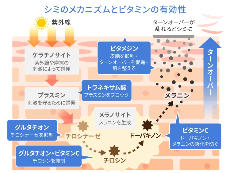 ビタミンとターンオーバーの関係性